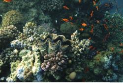 Photo Reference of Umbria Wingate Reef - Sudan